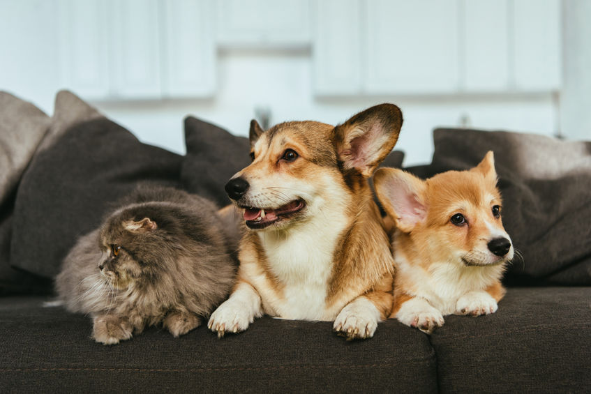 How to Pet Proof Your Furniture Sherwood Furniture